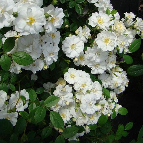 Bílá - Stromková růže s drobnými květy - stromková růže s kompaktním tvarem koruny